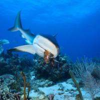 Quirimbas Arquipelago - Shark eating a lobster