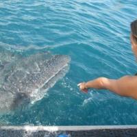 Quirimbas Arquipelago - Whale shark