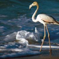 Birds quirimba ibo 03