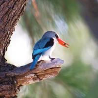 Birds quirimba ibo 04