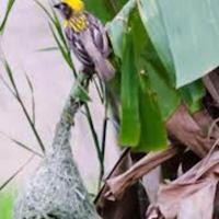 Birds quirimba ibo 06