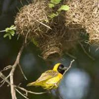 Birds quirimba ibo 08
