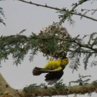 Birds quirimba ibo 10