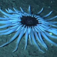 Quirimbas Arquipelago - Anemone