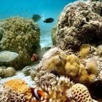 Quirimbas Arquipelago - coral reef 3