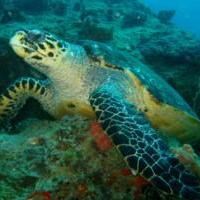 Quirimbas Arquipelago - Tortule