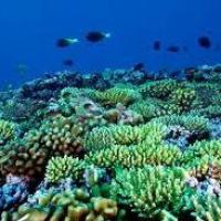 Quirimbas Arquipelago - coral reef 1