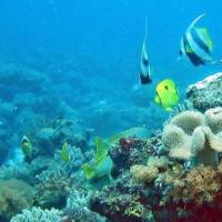 Quirimbas Arquipelago - coral reef 2