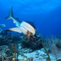 Quirimbas diving 01