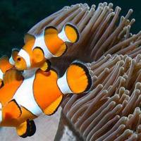 Quirimbas diving 04