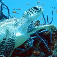 Quirimbas diving 08