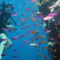 Quirimbas diving 09