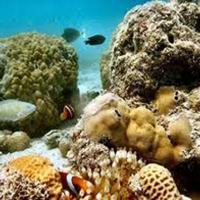 Quirimbas diving 12