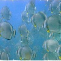 Quirimbas diving 17