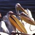 Quirimbas Birds